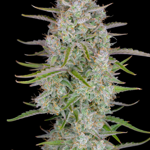 Wedding Glue Auto (FastBuds) Feminized