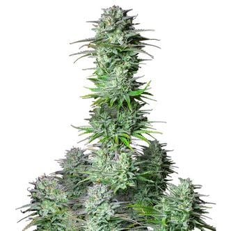 Kosher Cake Auto (FastBuds) feminized