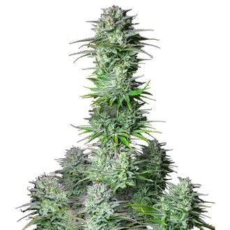 Kosher Cake Auto (FastBuds) Feminized