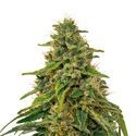 Fenomed FM-1 CBD (Fenocan) Feminized