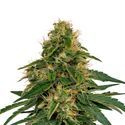 Fenomax FX-1 CBD (Fenocan) Feminized