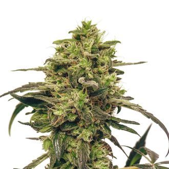 Fenocheese FC-1 CBD (Fenocan) Feminized