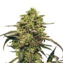 Fenocheese FC-1 CBD (Fenocan) Feminized