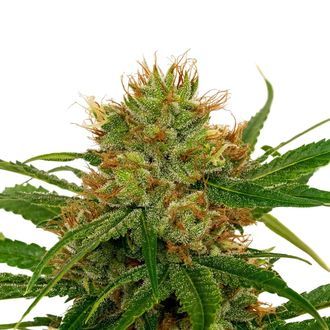 Fenoqueen FQ-1 CBD (Fenocan) Feminized