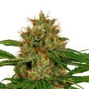 Fenoswiss FS-1 CBD (Fenocan) Feminized