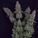 Octane Fire (Growers Choice) Feminized