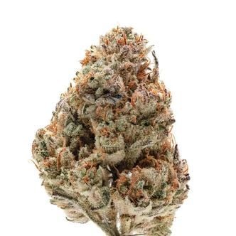 Octane Fire (Growers Choice) Feminized