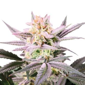 Watermelon Weddingcake (Growers Choice) feminized