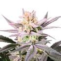 Watermelon Weddingcake (Growers Choice) Feminized