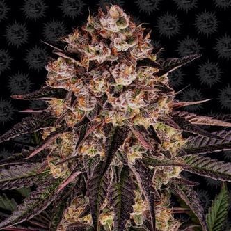 Biscotti Mintz (Barney's Farm) Feminized