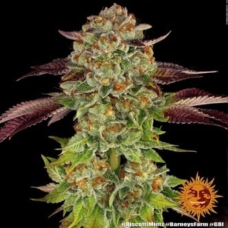Biscotti Mintz (Barney's Farm) Feminized