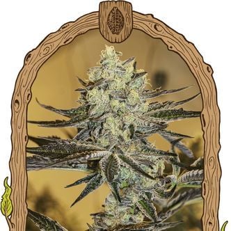 Malasana Gelato (Exotic Seed) feminized