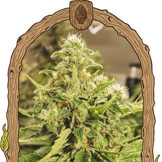 Exotic Pure CBG (Exotic Seed) feminized