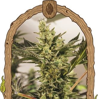 Banana Mash Auto (Exotic Seed) feminized