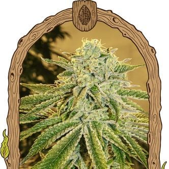 White Banana Auto (Exotic Seed) feminized