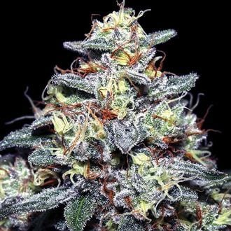 Hyper Glue (Anesia Seeds) Feminized