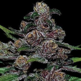 Auto Blackberry Moonrocks (Anesia Seeds) feminized