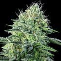 Strawberry Banana Auto (Anesia Seeds) Feminized