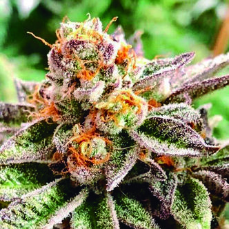Dosidoss (The Kush Brothers) Feminized
