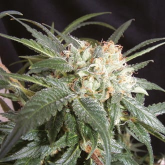 Malibú (The Kush Brothers) Feminized