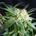 Malibú (The Kush Brothers) Feminized