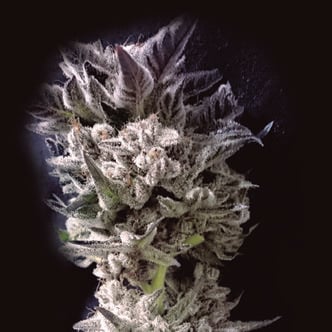 Petro $ OG (The Kush Brothers) feminized