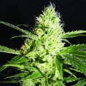 Yellowstone (The Kush Brothers) Feminized