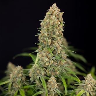 Watermelon Candy Automatic (Zamnesia Seeds) Feminized