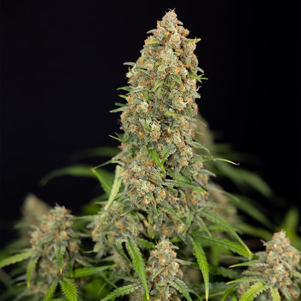 Watermelon Candy Automatic (Zamnesia Seeds) Feminized