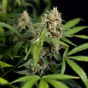 Watermelon Candy Automatic (Zamnesia Seeds) Feminized