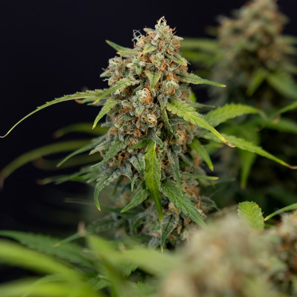 Watermelon Candy Automatic (Zamnesia Seeds) Feminized