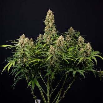 Watermelon Candy Automatic (Zamnesia Seeds) Feminized