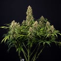 Watermelon Candy Automatic (Zamnesia Seeds) Feminized