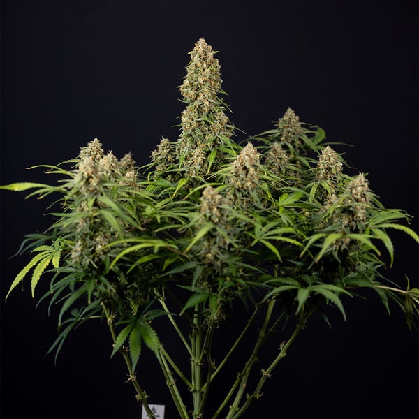 Watermelon Candy Automatic (Zamnesia Seeds) Feminized