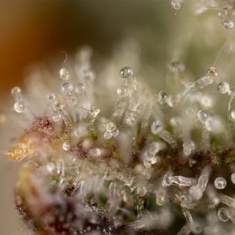 Watermelon Candy Automatic (Zamnesia Seeds) Feminized