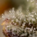 Watermelon Candy Automatic (Zamnesia Seeds) Feminized