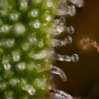 Watermelon Candy Automatic (Zamnesia Seeds) Feminized