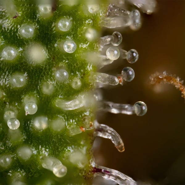 Watermelon Candy Automatic (Zamnesia Seeds) Feminized
