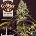 Limited Edition Strains (T.H.Seeds) Feminized