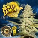 Limited Edition Strains (T.H.Seeds) Feminized