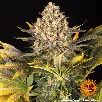 Banana Punch (Barney's Farm) feminized