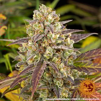Amnesia Haze Auto (Barney's Farm) Feminized