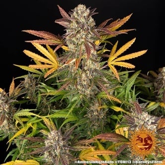 Amnesia Haze Auto (Barney's Farm) Feminized
