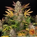 Amnesia Haze Auto (Barney's Farm) Feminized