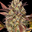 Amnesia Haze Auto (Barney's Farm) Feminized