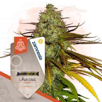Lava Cake (Zamnesia Seeds) feminized