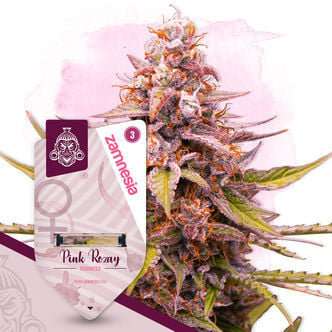 Pink Rozay (Zamnesia Seeds) feminized