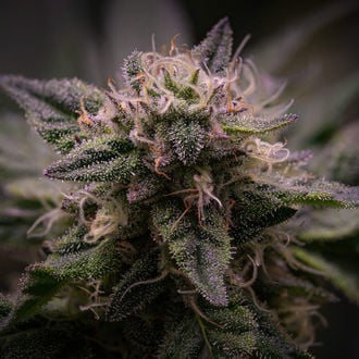 Pink Rozay (Zamnesia Seeds) feminized