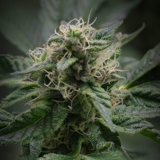 Pink Rozay (Zamnesia Seeds) feminized