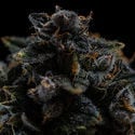 Pink Rozay (Zamnesia Seeds) feminized